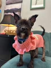 small cute dog in sweater