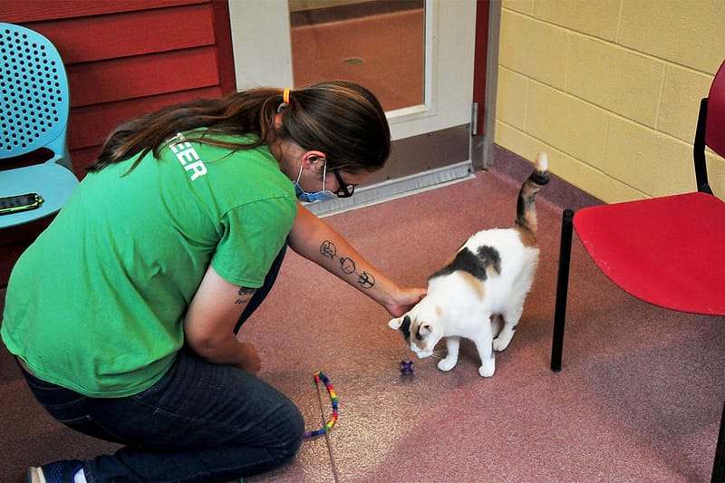 Volunteer | Asheville Humane Society