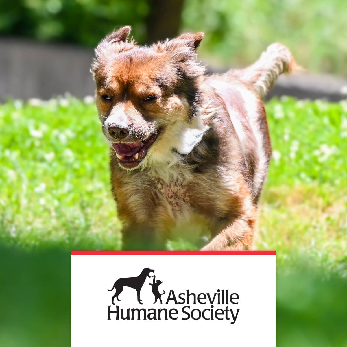 Asheville Humane Society