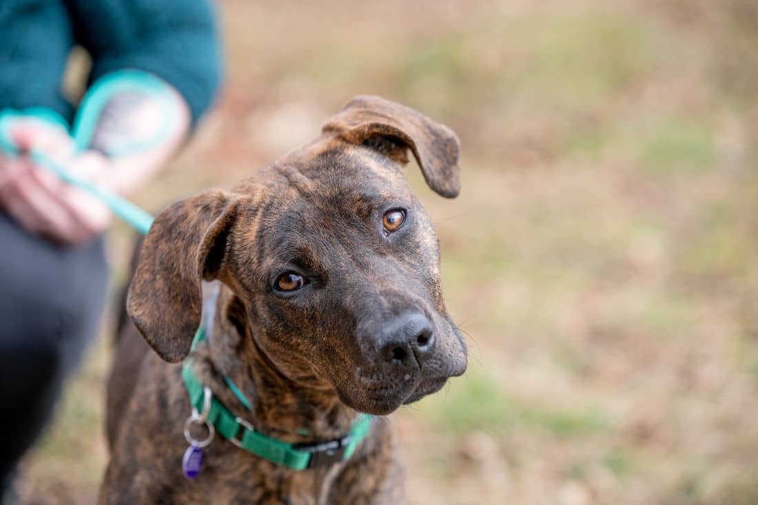 are treeing tennessee brindle noisy